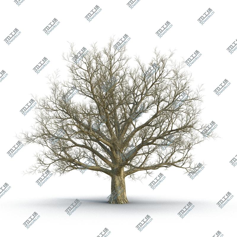 images/goods_img/2021040161/Red Oak Old Tree Winter/5.jpg